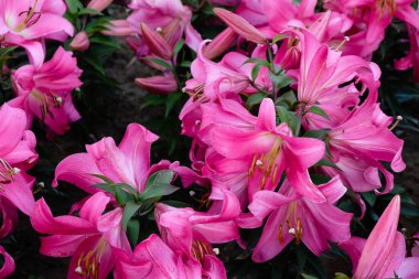 Bright Pink Color lilies. Hybrid lily 'Tabledance' in the garden after the rain.