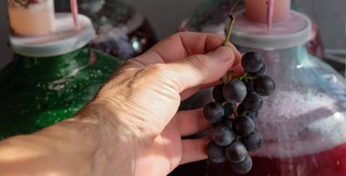 Grapes in the winemaker's hand. Fermentation in glass jars. Homemade wine. Sunlight.