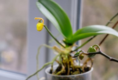 Orchid bud yellow and fall off. Orchid diseases. House plants care.