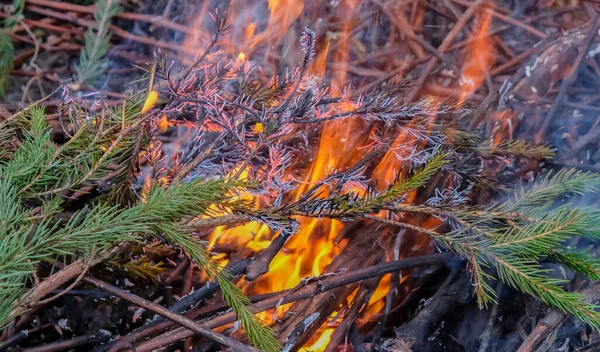 Outdoor Fire Burning Vines Fir Trees 免版税图库照片