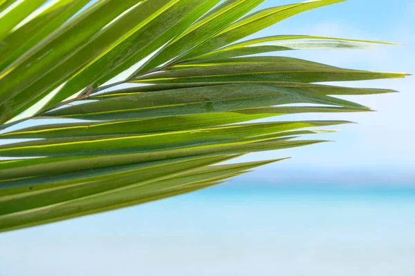 Date palm leaves on a blurred sea background. Copy space.
