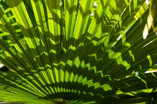 Groot Rond Palmblad Natuurlijke Textuur Zonlicht Schaduw Chinese Fan Palm — Stockfoto