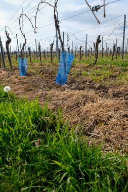 Genç bir sarmaşığın üzerinde mavi plastik koruyucu ağ. İlkbaharda üzüm bağlarının bakımı. Rheinhessen, Almanya.