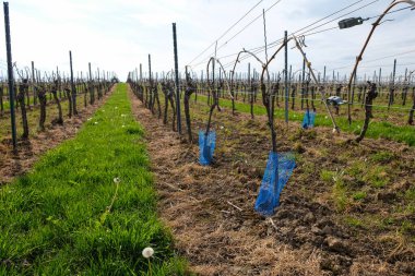 Genç bir sarmaşığın üzerinde mavi plastik koruyucu ağ. İlkbaharda üzüm bağlarının bakımı. Rheinhessen, Almanya.