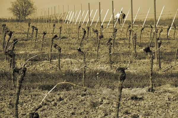Wiosną Winnice Region Winiarski Rheinhessen Niemcy Kolor Sepii — Zdjęcie stockowe
