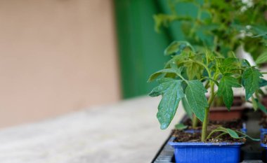 Domates hastalıklarının önleyici tedavisi. Bordeaux karışımı ya da domates yapraklarına Bordo Mix. Boşluğu kopyala.