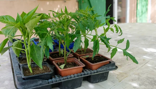 Bell Pepper Och Tomatplantor Krukor Redo För Plantering Hem Bakgrund — Stockfoto