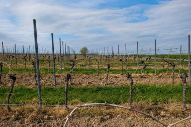 Kuru üzüm. İlkbaharda üzüm bağları. Saulheim, Almanya. Rheinhessen şarap bölgesi.