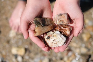 Çocuğun avuçlarındaki ıslak deniz taşları. Güneş ışığı. Porquerolles Adası plajı. Akdeniz 'de. Fransa.