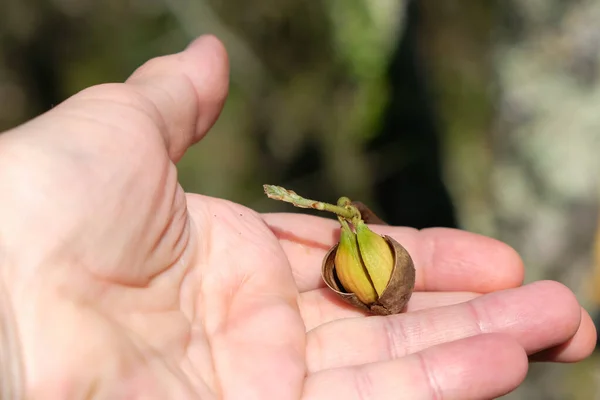 Sprouted acorn in the woman's hand. Oak nut germination. Forest background. Sunlight. Copy space.