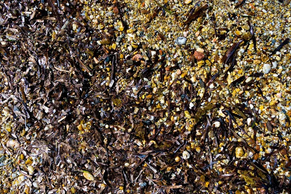 The wet sea pebbles and brown algae background. The beach of Porquerolles Island. Mediterranean Sea. France.