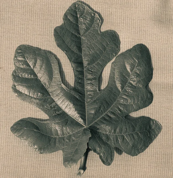 Лист Інжирного Дерева Ficus Carica — стокове фото