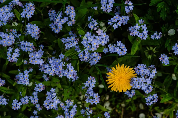 Blue and yellow flowers together. View from above. Forget-me-not and dandelion flowers.