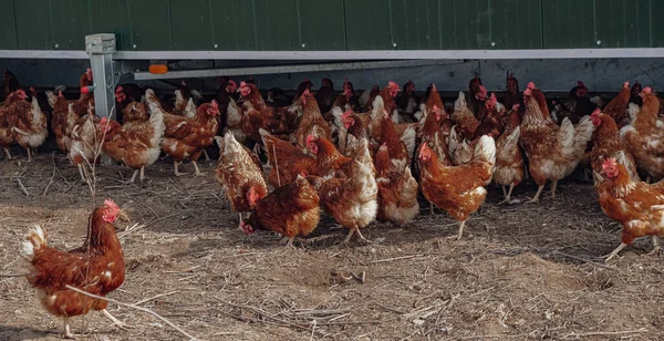 红鸡在流动鸡舍附近 流动家禽养殖 免版税图库照片