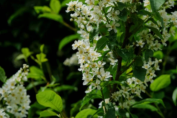 Białe Kwiaty Prunus Padus Lub Mayday Tree Słoneczny Poranek Przestrzeń — Zdjęcie stockowe