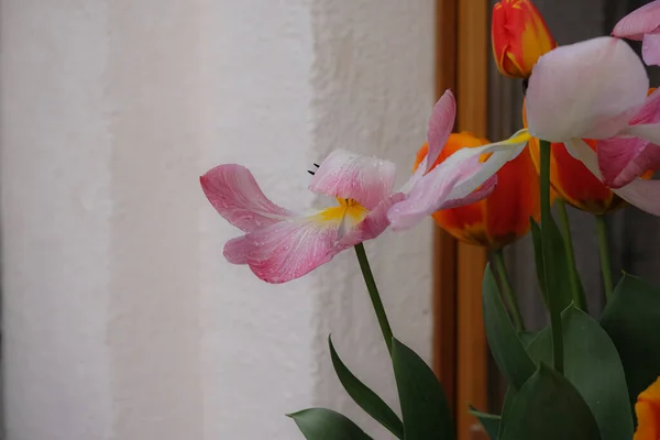 Тюльпани Дощових Краях Прикрашають Домашній Двір Копіювати Простір — стокове фото
