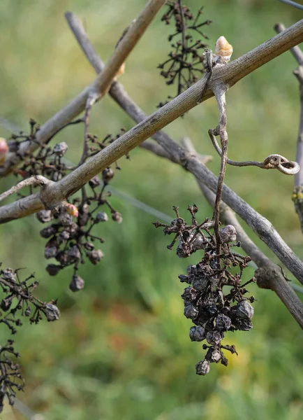 Gedroogde Druiven Knoppen Wijnstok — Stockfoto