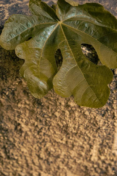 Fügefa Ficus Carica Levele Grunge Háttéren Megváltozott Színe Fénymásolási Hely — Stock Fotó