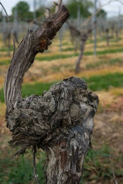 Eski, verimli bir sarmaşık. Büzüşme, formasyon ve üzüm bağlarının bakımı. Saulheim, Almanya. Rheinhessen şarap bölgesi.