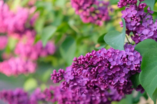Lilac Flowering Sunlight Copy Space — Stock Photo, Image