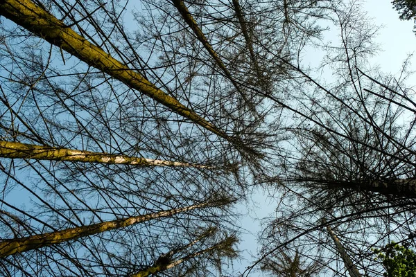 空の背景に背の高い乾燥したモミの木 森林地帯は樹皮ムシに感染しています — ストック写真