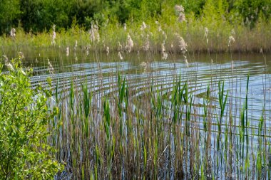 Küçük bir orman gölünün su yüzeyinde daireler çiziyor. Birisi yüzüyor..