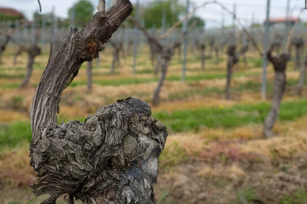 An old, fertile vine. Pruning, formation, and care of vineyards. Rheinhessen wine region. Germany.