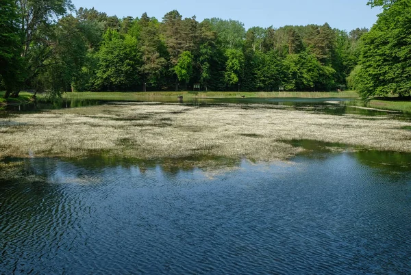 Água Branco Lagoa Ranunculus Aquatilis Ecossistema Lagoa Floresta Região Volyn — Fotografia de Stock