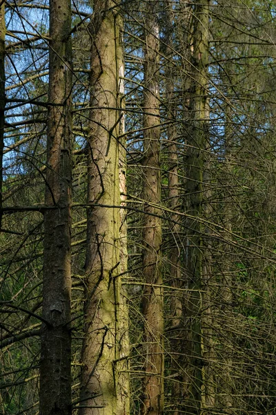 Droge Dennenbomen Het Bos Klimaatverandering — Stockfoto