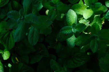 Ev bahçesinde nane (mentha arvensis). Güneş ışığı. Karanlık fotoğraf. Düşük tuşlu ışıklandırma. Boşluğu kopyala.