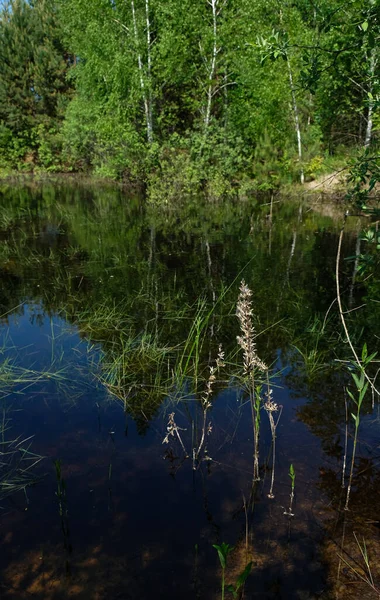 Estanque Forestal Agua Negra Lugar Místico —  Fotos de Stock