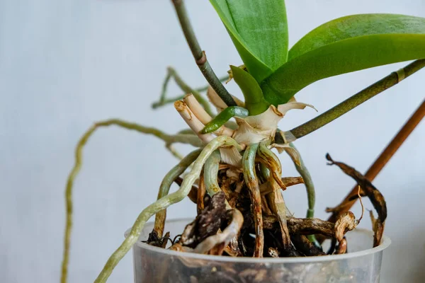 Raíces Orquídeas Enfermedades Cuidado Las Plantas Casa Copiar Espacio Imagen De Stock
