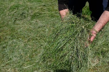 Adamın elinde kaliteli yeşil saman var. Çayırlarda saman biçiyorum. Hayvan yemi gibi. Boşluğu kopyala.