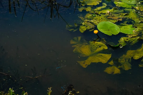 Lírio Água Amarela Plantas Aquáticas Ecossistema Borrão Debaixo Água Baixa — Fotografia de Stock