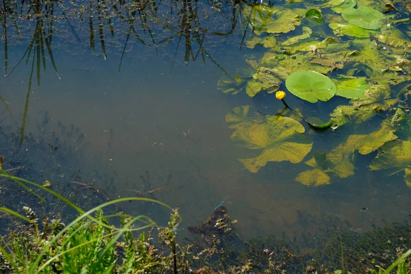 Bunga Bakung Air Kuning Tanaman Air Ekosistem Mengaburkan Bawah Air — Stok Foto