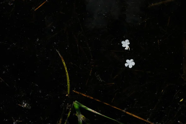 Dos Flores Viburnum Blancas Sobre Fondo Negro Agua Foto Oscura — Foto de Stock