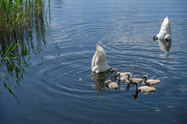 Swan family swims in the pond. Parents are looking for food. Large family. Copy space.