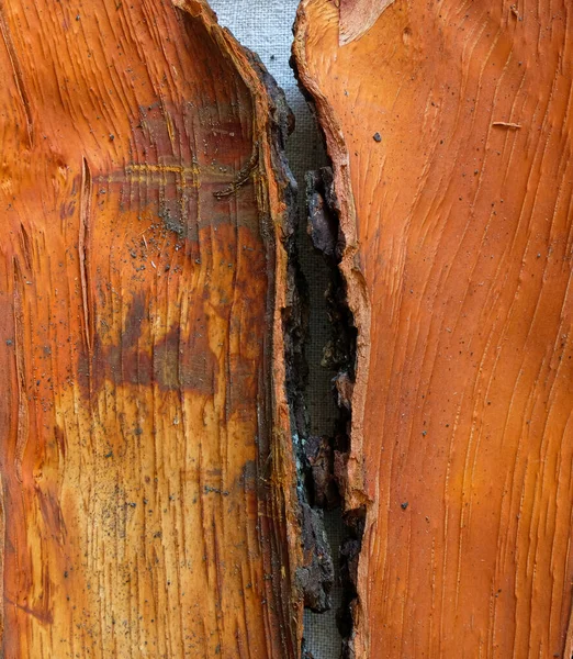 Inner Surface Oak Bark Orange Color Mockup Top View Copy — Stock Photo, Image