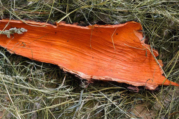 Eikebarkens Indre Overflate Oransje Farge Grønt Høy Mockup Øverste Utsikt – stockfoto