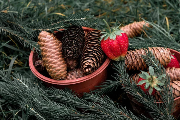 Fichtenzweig Zapfen Blumentöpfen Erdbeeren Neujahr Oder Weihnachten Veränderte Farbe — Stockfoto