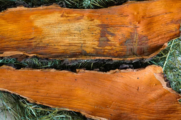 Inner Surface Oak Bark Orange Color Mockup Green Hay Top — Stock Photo, Image
