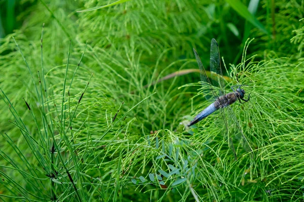 Libelle Zwart Staartskimmer Groene Equisetum Horsetail Achtergrond Volwassen Man Orthetrum — Stockfoto