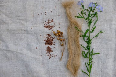 Çiçekli keten, keten tohumu kapsülleri ve keten kumaş üzerinde keten çekici. Doğal kumaş konsepti. Boşluğu kopyala.