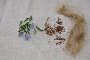 Çiçekli keten, keten tohumu kapsüller, tohumlar ve keten kumaş üzerinde keten çekici..