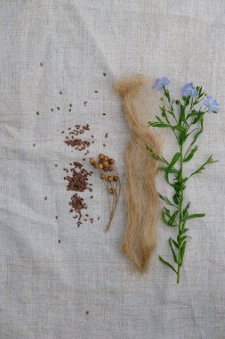 Keten kumaş üzerinde çiçek açan keten tohumu, keten tohumu, tohum ve keten çekici..