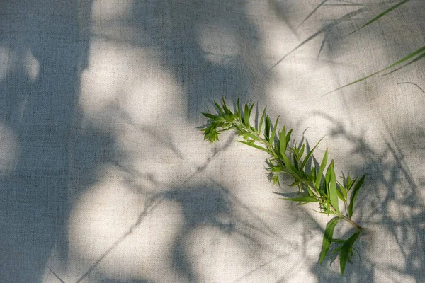緑の植物 麻の布やタオル 表面に草の影 — ストック写真