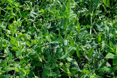 Yağmurdan sonra sebze yatağında yeşil bezelyeler. Güneşli. Su damlası.