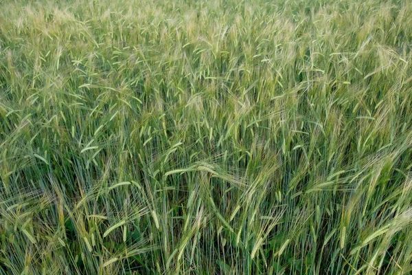 黑麦作物 成熟的谷物挤奶阶段 — 图库照片
