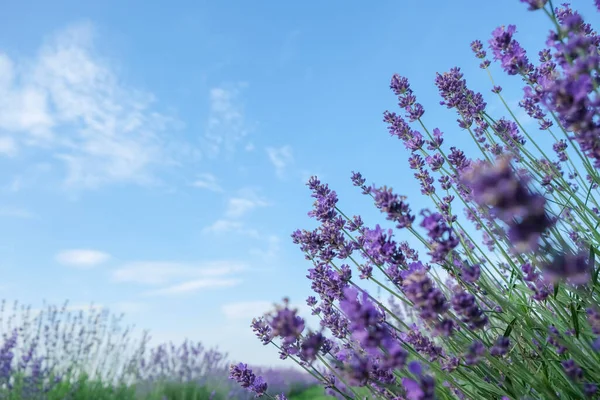 Lavendelstrauch Feld Blauer Himmel Romantisch Blick Von Unten Kopierraum — Stockfoto