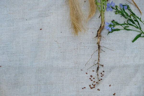 Blüten Aus Flachs Wurzel Werg Und Leinsamen Leinwandhintergrund Natürliches Stoffkonzept — Stockfoto